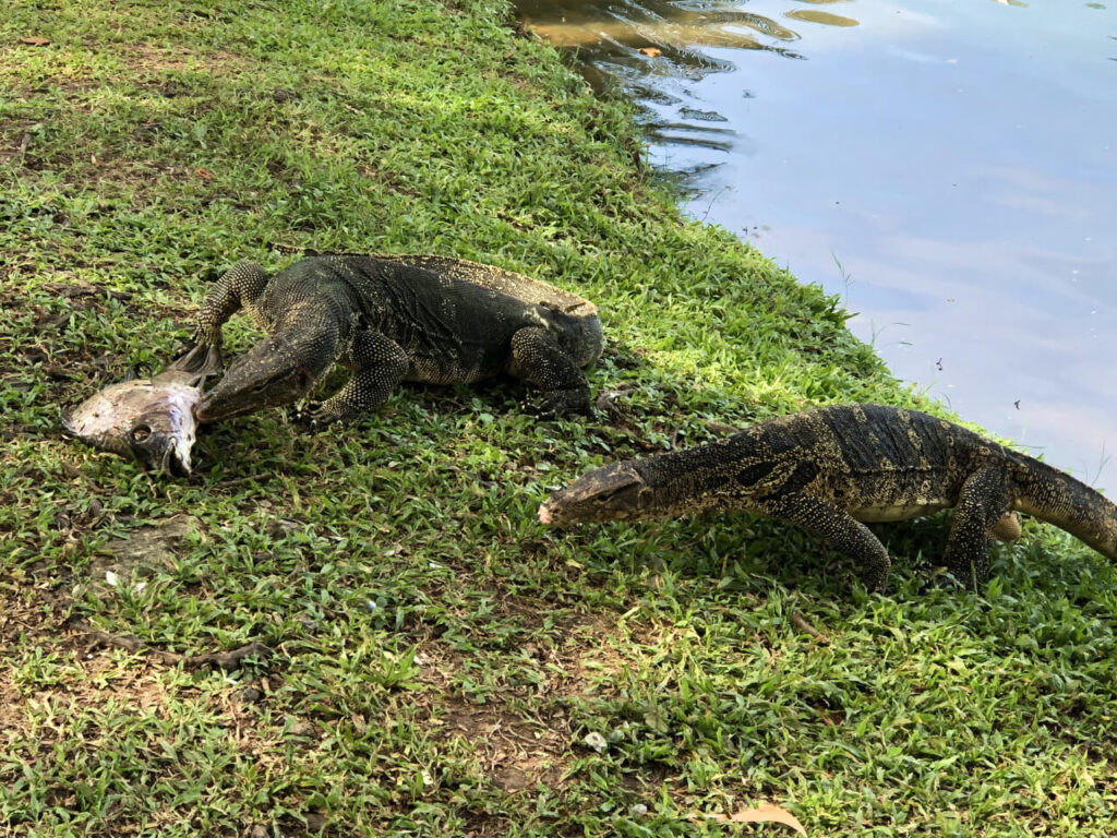 Two monitor lizards eating a dead fish in Lumphini Park