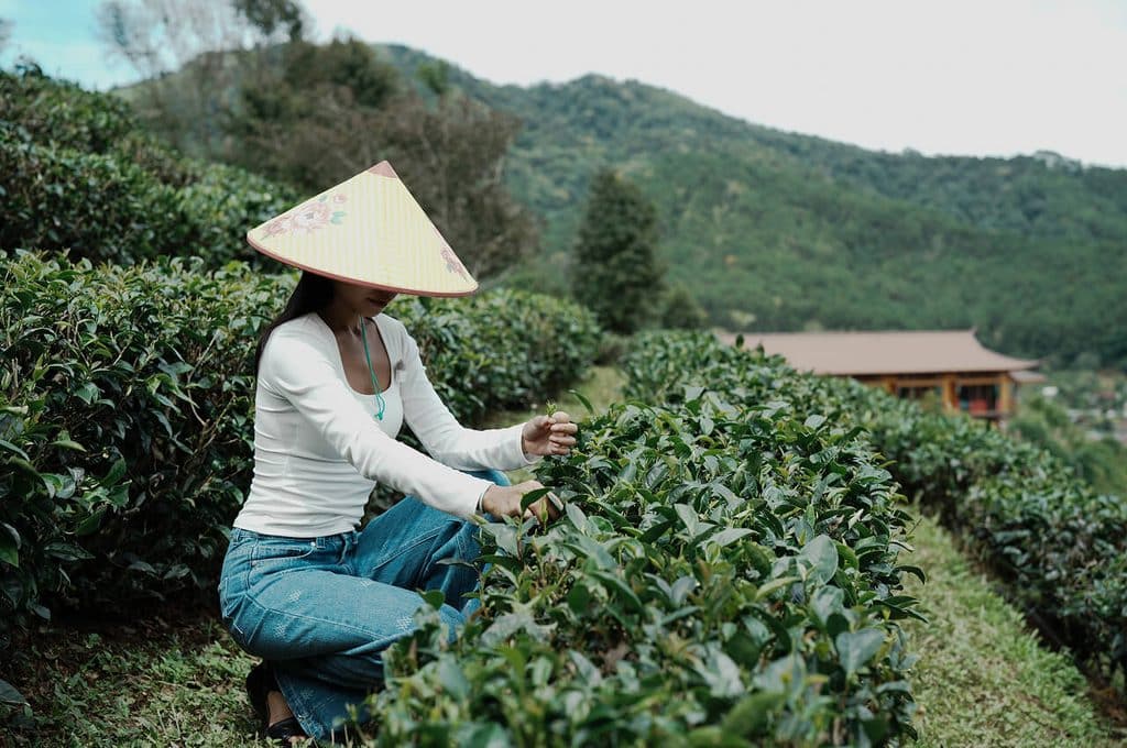 Tea plantation at Lee Wine Ruk Thai Resort in Ban Rak Thai